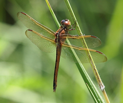 [Side back view of the dragonfly as it holds the middle of the stem of a weed. The light yellow veins at the top of the wings leads to what appears to be red-brown pterostigma.]